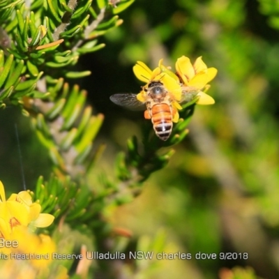 Apis mellifera (European honey bee) at South Pacific Heathland Reserve - 30 Sep 2018 by CharlesDove