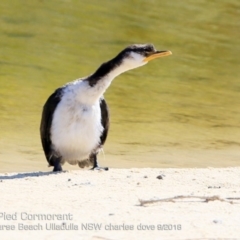 Microcarbo melanoleucos (Little Pied Cormorant) at Undefined - 1 Oct 2018 by CharlesDove