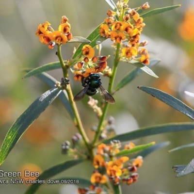 Xylocopa (Lestis) aerata (Golden-Green Carpenter Bee) at Undefined - 27 Sep 2018 by Charles Dove