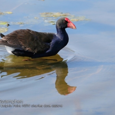 Porphyrio melanotus (Australasian Swamphen) at Burrill Lake, NSW - 25 Sep 2018 by CharlesDove