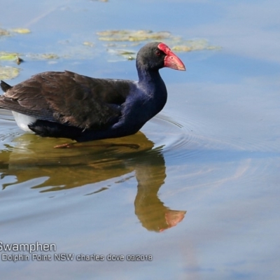 Porphyrio melanotus (Australasian Swamphen) at Burrill Lake, NSW - 24 Sep 2018 by CharlesDove