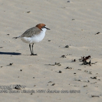 Anarhynchus ruficapillus (Red-capped Plover) at Ulladulla, NSW - 29 Sep 2018 by CharlesDove