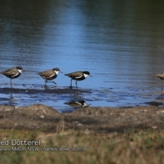 Erythrogonys cinctus (Red-kneed Dotterel) at Undefined - 26 Sep 2018 by Charles Dove