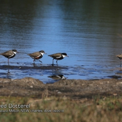 Erythrogonys cinctus (Red-kneed Dotterel) at Undefined - 26 Sep 2018 by Charles Dove