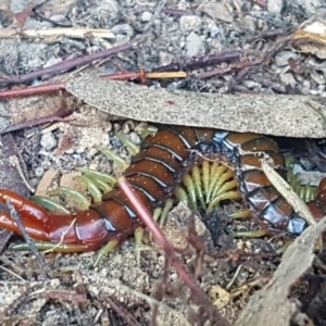 Cormocephalus aurantiipes at Weetangera, ACT - 1 Oct 2018