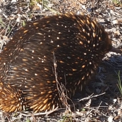 Tachyglossus aculeatus (Short-beaked Echidna) at Dunlop, ACT - 1 Oct 2018 by NathanaelC