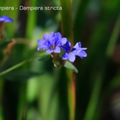 Dampiera stricta (Blue Dampiera) at South Pacific Heathland Reserve - 1 Oct 2018 by CharlesDove