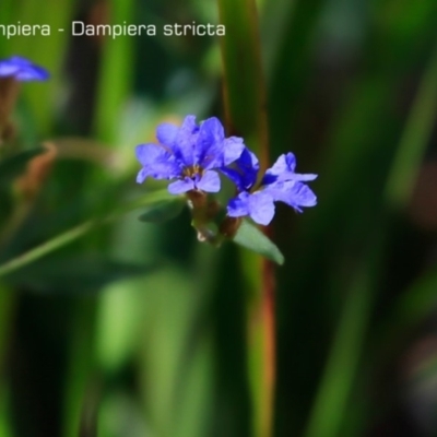 Dampiera stricta (Blue Dampiera) at South Pacific Heathland Reserve - 1 Oct 2018 by CharlesDove