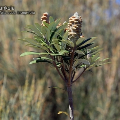 Banksia integrifolia subsp. integrifolia (Coast Banksia) at South Pacific Heathland Reserve - 30 Sep 2018 by CharlesDove