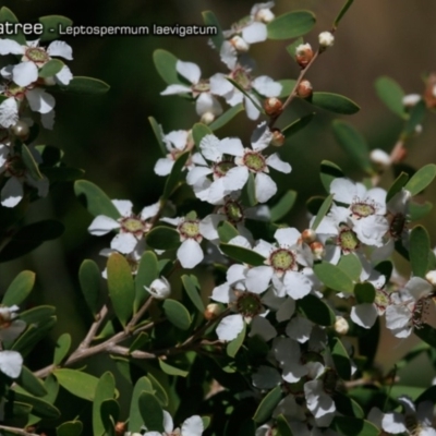 Leptospermum laevigatum (Coast Teatree) at South Pacific Heathland Reserve - 1 Oct 2018 by CharlesDove