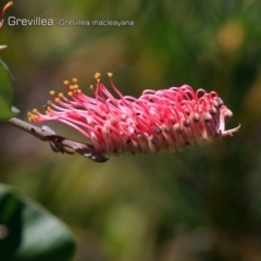 Grevillea macleayana (Jervis Bay Grevillea) at South Pacific Heathland Reserve - 1 Oct 2018 by CharlesDove