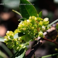 Dodonaea triquetra (Large-leaf Hop-Bush) at Ulladulla, NSW - 1 Oct 2018 by CharlesDove