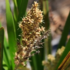Lomandra longifolia (Spiny-headed Mat-rush, Honey Reed) at South Pacific Heathland Reserve - 30 Sep 2018 by Charles Dove