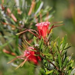 Lambertia formosa (Mountain Devil) at South Pacific Heathland Reserve - 30 Sep 2018 by CharlesDove