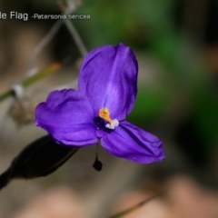Patersonia sericea var. sericea (Silky Purple-flag) at South Pacific Heathland Reserve - 30 Sep 2018 by CharlesDove