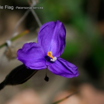 Patersonia sericea var. sericea (Silky Purple-flag) at South Pacific Heathland Reserve - 30 Sep 2018 by CharlesDove