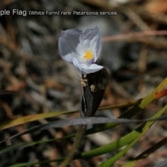 Patersonia sericea var. sericea (Silky Purple-flag) at South Pacific Heathland Reserve - 30 Sep 2018 by CharlesDove