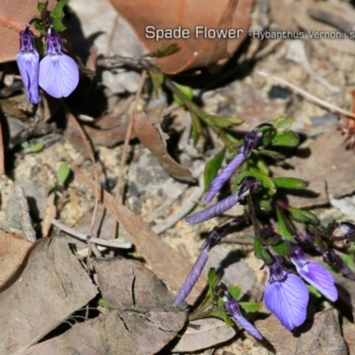 Pigea vernonii subsp. scaber (Spade Flower) at South Pacific Heathland Reserve - 1 Oct 2018 by CharlesDove