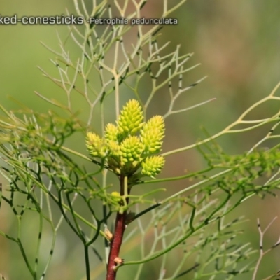 Petrophile pedunculata (Conesticks) at South Pacific Heathland Reserve - 1 Oct 2018 by CharlesDove