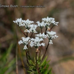 Conospermum taxifolium (Variable Smoke-bush) at South Pacific Heathland Reserve - 30 Sep 2018 by CharlesDove