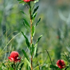 Telopea speciosissima (NSW Waratah) at South Pacific Heathland Reserve - 1 Oct 2018 by CharlesDove