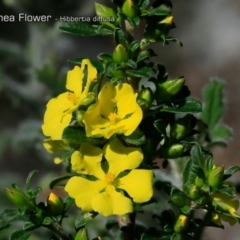 Hibbertia diffusa (Wedge Guinea Flower) at South Pacific Heathland Reserve - 1 Oct 2018 by CharlesDove