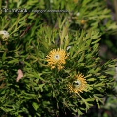 Isopogon anemonifolius (Common Drumsticks) at South Pacific Heathland Reserve - 1 Oct 2018 by CharlesDove