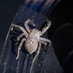 Neosparassus calligaster (Beautiful Badge Huntsman) at Higgins, ACT - 1 Oct 2018 by AlisonMilton