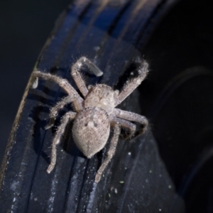 Neosparassus calligaster at Higgins, ACT - 1 Oct 2018