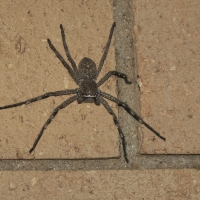 Neosparassus sp. (genus) (Unidentified Badge huntsman) at Higgins, ACT - 1 Oct 2018 by Alison Milton