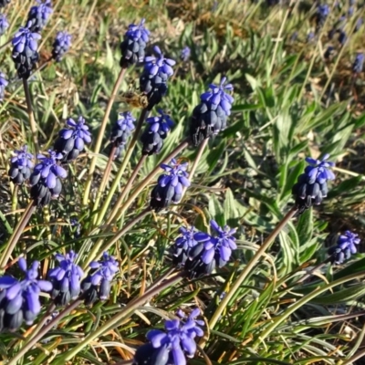 Muscari armeniacum (Grape Hyacinth) at Reid, ACT - 1 Oct 2018 by JanetRussell