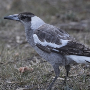 Gymnorhina tibicen at Holt, ACT - 29 Sep 2018