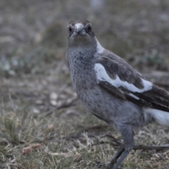 Gymnorhina tibicen at Holt, ACT - 29 Sep 2018