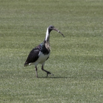 Threskiornis spinicollis (Straw-necked Ibis) at Holt, ACT - 29 Sep 2018 by Alison Milton