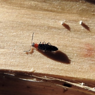 Melyridae (family) (Soft-winged flower beetle) at Macarthur, ACT - 1 Oct 2018 by RodDeb