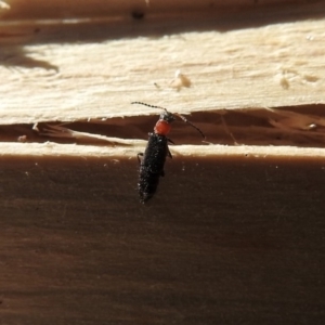 Melyridae (family) at Macarthur, ACT - 1 Oct 2018