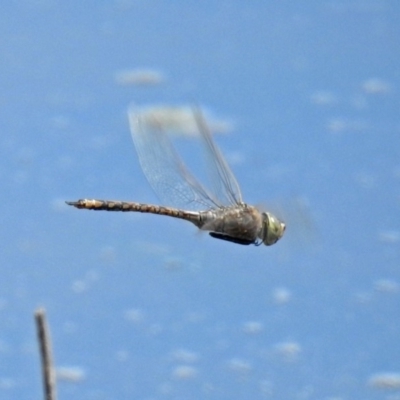 Anax papuensis (Australian Emperor) at Fyshwick, ACT - 1 Oct 2018 by RodDeb