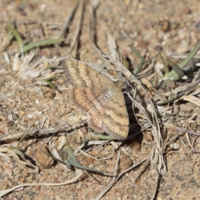 Scopula rubraria (Reddish Wave, Plantain Moth) at Higgins, ACT - 29 Sep 2018 by Alison Milton