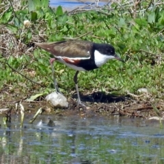 Erythrogonys cinctus (Red-kneed Dotterel) at Fyshwick, ACT - 1 Oct 2018 by RodDeb