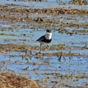 Erythrogonys cinctus at Fyshwick, ACT - 1 Oct 2018