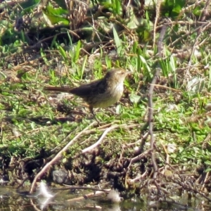 Poodytes gramineus at Fyshwick, ACT - 1 Oct 2018 02:46 PM