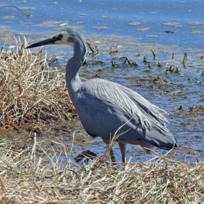 Egretta novaehollandiae (White-faced Heron) at Fyshwick, ACT - 1 Oct 2018 by RodDeb