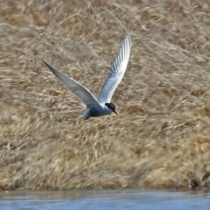 Chlidonias hybrida at Fyshwick, ACT - 1 Oct 2018