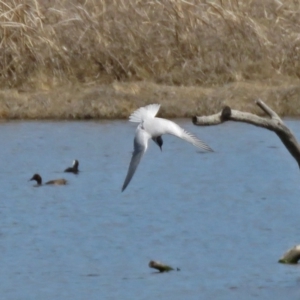 Chlidonias hybrida at Fyshwick, ACT - 1 Oct 2018