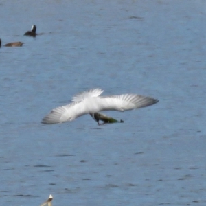 Chlidonias hybrida at Fyshwick, ACT - 1 Oct 2018