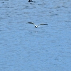 Chlidonias hybrida at Fyshwick, ACT - 1 Oct 2018