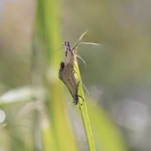 Thema protogramma at Higgins, ACT - 23 Sep 2018