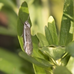 Oecophoridae (family) (Unidentified Oecophorid concealer moth) at Higgins, ACT - 23 Sep 2018 by AlisonMilton