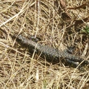 Egernia cunninghami at Rendezvous Creek, ACT - 24 Sep 2018