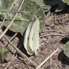 Pieris rapae (Cabbage White) at Bullen Range - 23 Sep 2018 by Alison Milton